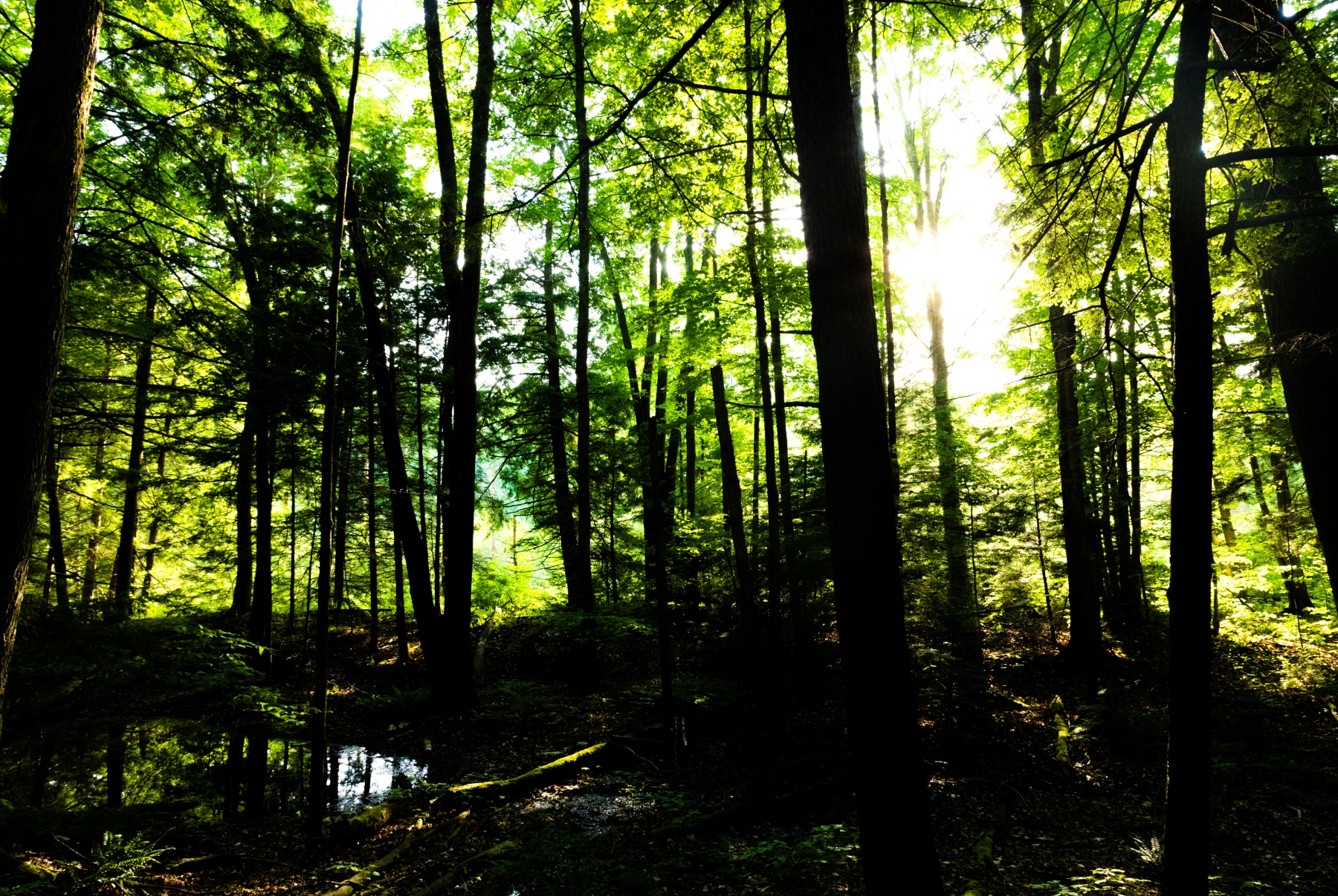 /gallery/north_america/USA/Vermont/middlebury/Belden Falls Middlebury VT 2024-012_med.jpg